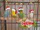 Parakeet Birds for sale in El Paso, AR 72045, USA. price: NA