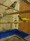 Parakeet Birds for sale in Ames, IA, USA. price: NA