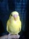 Parakeet Birds for sale in Milwaukee, WI 53222, USA. price: NA