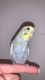 Parakeet Birds for sale in 470 3rd St S, St. Petersburg, FL 33701, USA. price: NA