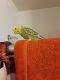 Parakeet Birds for sale in Westminster, CO, USA. price: $100