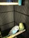 Parakeet Birds for sale in Statesboro, GA, USA. price: $50