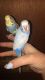 Parakeet Birds for sale in Star City, IN 46985, USA. price: NA