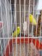 Parakeet Birds for sale in Wichita Falls, TX, USA. price: NA