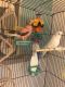 Parakeet Birds