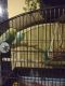 Parakeet Birds for sale in 14 E Notch Dr, Friendship, NY 14739, USA. price: NA