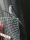 Parakeet Birds for sale in 2130-2 Mayport Ap, Jacksonville, FL 32233, USA. price: NA