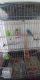 Parakeet Birds for sale in Fall River, MA, USA. price: NA