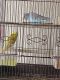 Parakeet Birds for sale in Georgetown, TX, USA. price: NA