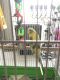 Parakeet Birds for sale in Brookline, MA, USA. price: $60