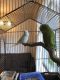 Parakeet Birds for sale in NW Riverside Dr, Kansas City, MO 64150, USA. price: $250