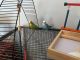 Parakeet Birds for sale in 72 Heritage Pkwy, Bluffton, SC 29910, USA. price: NA