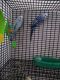 Parakeet Birds for sale in Davenport, FL, USA. price: NA