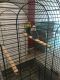 Parakeet Birds for sale in Corona, Queens, NY, USA. price: NA