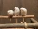 Parakeet Birds for sale in Franklin, NC 28734, USA. price: NA