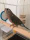 Parakeet Birds for sale in Alameda, CA, USA. price: NA