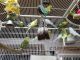 Parakeet Birds for sale in Newburgh, NY 12550, USA. price: NA