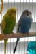 Parakeet Birds for sale in Temecula, CA, USA. price: NA