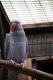 Parakeet Birds for sale in Clifton Ave, Clifton, NJ, USA. price: NA