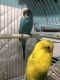 Parakeet Birds for sale in St Johns, FL 32259, USA. price: NA