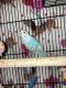 Parakeet Birds for sale in Rancho Cucamonga, CA, USA. price: NA