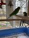 Parakeet Birds for sale in McDonough, GA, USA. price: NA