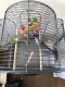 Parakeet Birds for sale in Stamford, CT, USA. price: NA