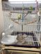 Parakeet Birds for sale in New Castle, PA, USA. price: NA