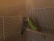 Parakeet Birds for sale in Fuquay-Varina, NC, USA. price: NA