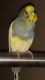 Parakeet Birds for sale in 136 Lexington Ave, Edison, NJ 08817, USA. price: NA