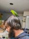 Parakeet Birds for sale in St. Petersburg, FL, USA. price: $550