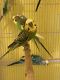 Parakeet Birds for sale in Holgate, OH 43527, USA. price: $100