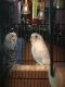 Parakeet Birds for sale in Charlotte, NC, USA. price: $10