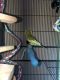Parakeet Birds for sale in 3692 Prestwicke Pl, Adams, TN 37010, USA. price: NA