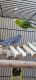 Parakeet Birds for sale in Houston, TX 77066, USA. price: NA