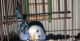 Parakeet Birds for sale in Coldwater, MI 49036, USA. price: NA