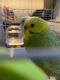 Parakeet Birds for sale in Raleigh, NC 27606, USA. price: $50