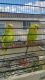 Parakeet Auklet Birds