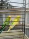 Parakeet Auklet Birds