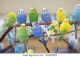 Parakeet Auklet Birds for sale in San Diego, CA, USA. price: NA