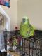 Parrot Birds for sale in 4112 70th Ave, Hyattsville, MD 20784, USA. price: NA