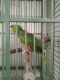 Parrot Birds for sale in Wylie, TX, USA. price: NA