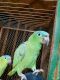 Parrot Birds for sale in 5554 Hobart Ave, Stockton, CA 95215, USA. price: NA