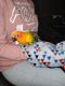 Parrot Birds for sale in Oroville, CA, USA. price: $400