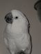 Parrot Birds for sale in Pemberton Township, NJ, USA. price: $3,000