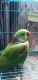 Parrot Birds for sale in Mumbai, Maharashtra, India. price: 10000 INR