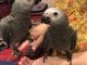 Parrot Birds for sale in Dayton, OH 45432, USA. price: NA