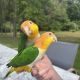 Parrot Birds for sale in Clarkston, MI 48346, USA. price: $3,000