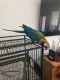 Parrot Birds for sale in New Waverly, TX, USA. price: NA