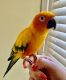 Parrot Birds for sale in Wake Forest, NC 27587, USA. price: $600
